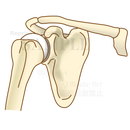 肩関節の構造（骨と関節）