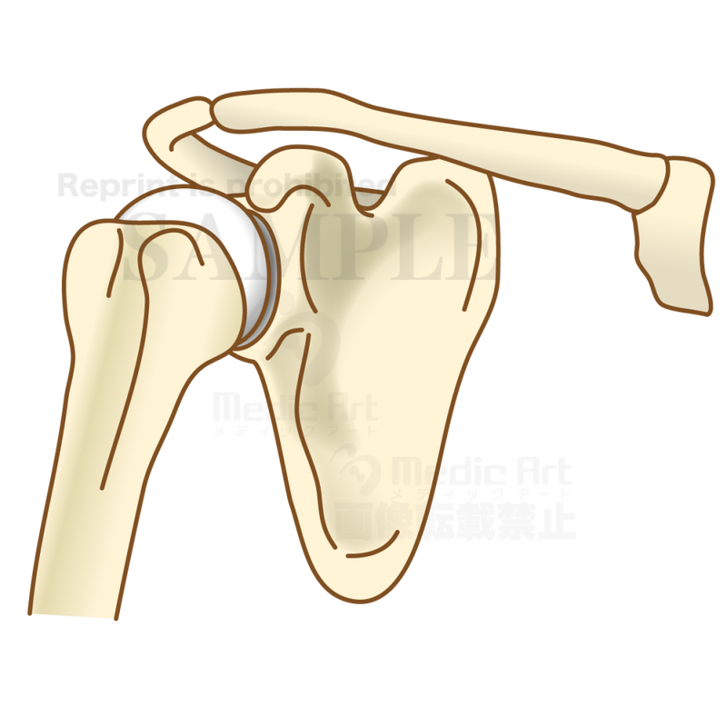 The structure of the shoulder joint (bone and joint,)