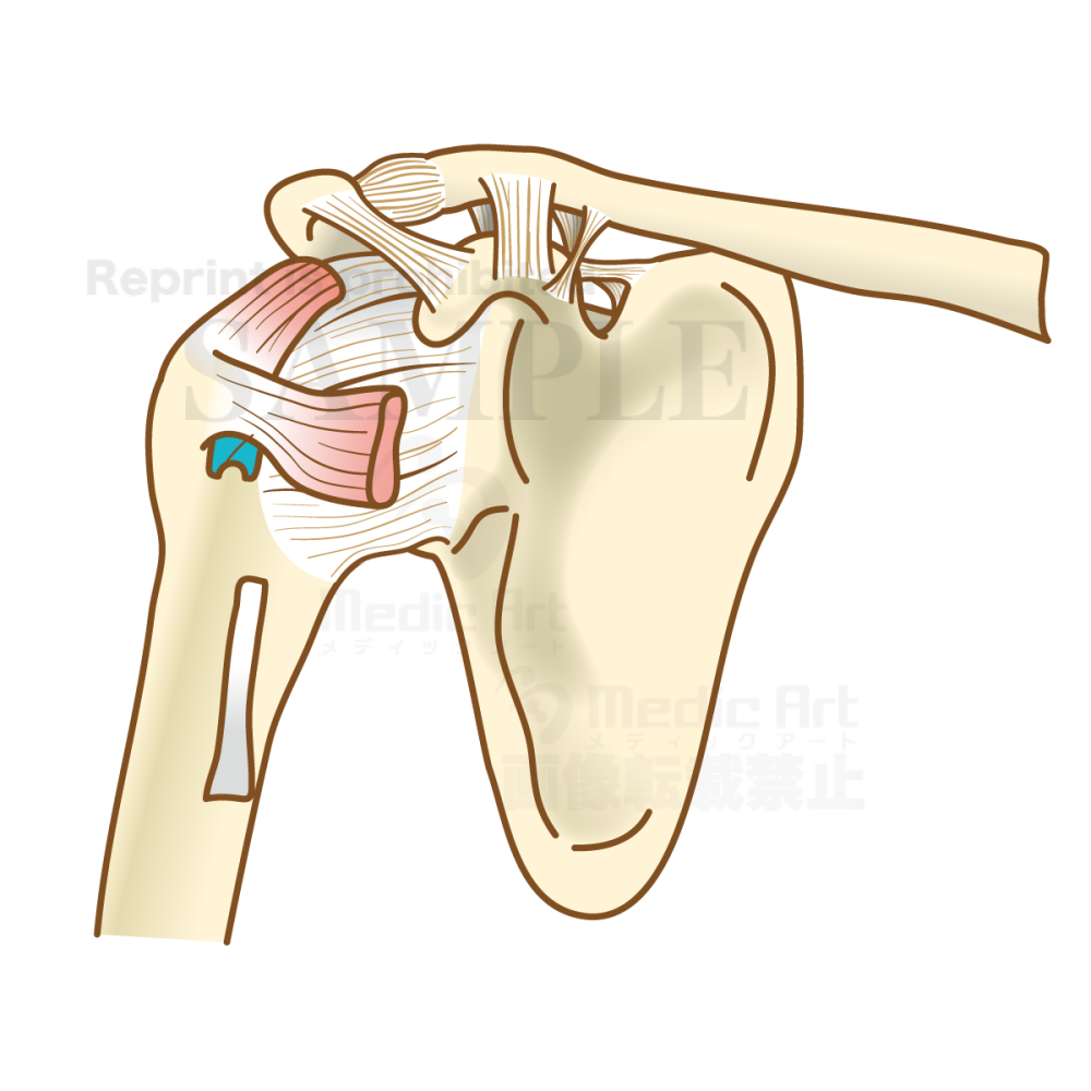 The structure of the shoulder joint (ligaments and tendons)