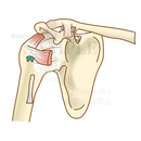 肩関節の構造（靭帯と腱）