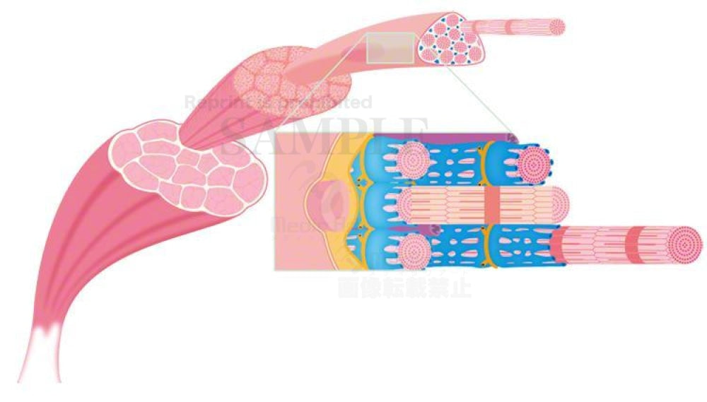 2Muscle Fibersmuscle Fibril