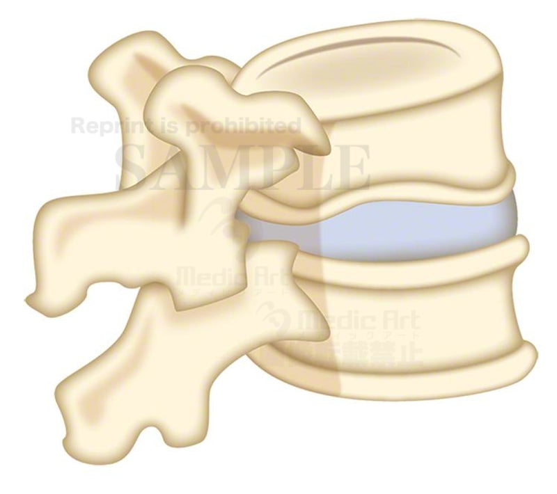 Connection between Vertebrae and intervertebral disc