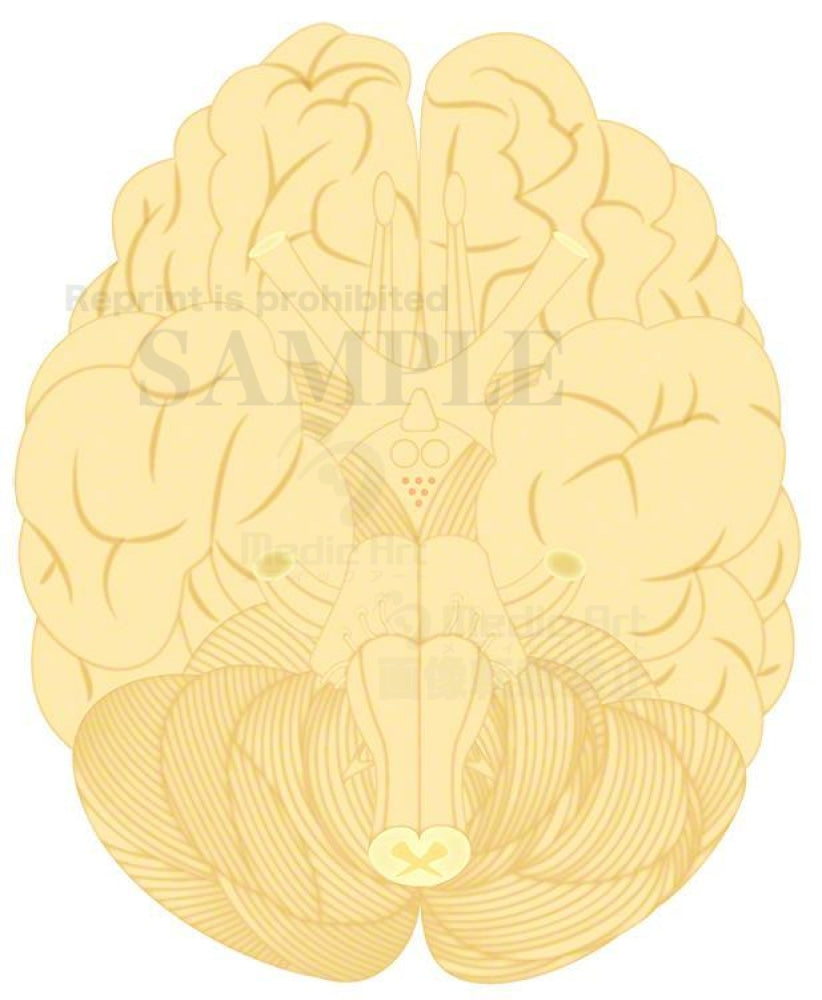 Brain (the bottom surface)