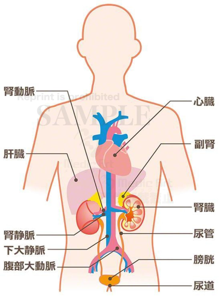 The Kidney is located around here (upper body)[with Japanese characters]