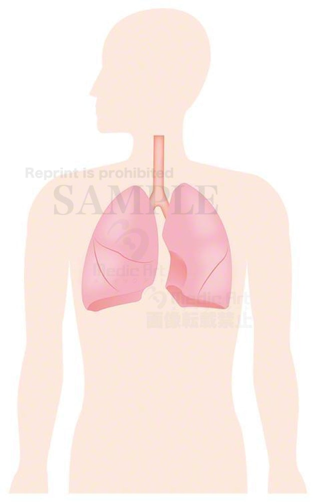 The lung is located around here