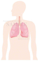 肺の位置はこのあたり
