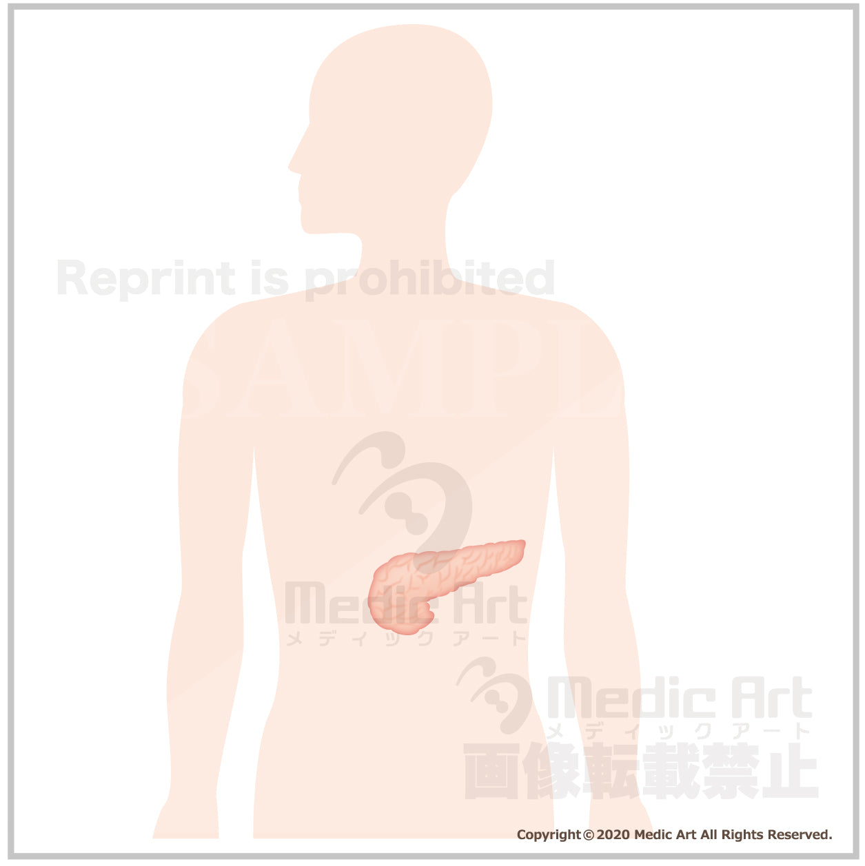The pancreas is located around here