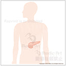 膵臓の位置はこのあたり