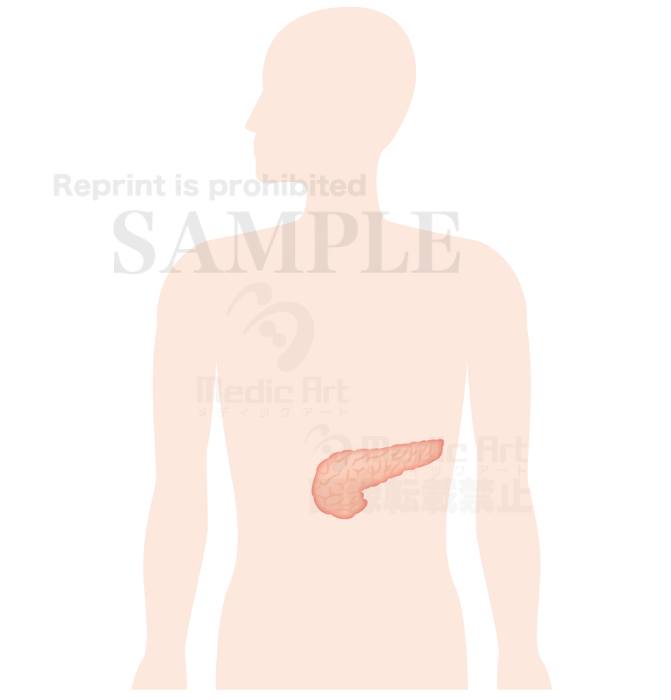 The pancreas is located around here