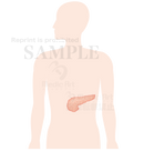 膵臓の位置はこのあたり