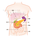 膵臓の位置はこのあたり（上半身：肝臓・胆のう・膵臓）［文字付］