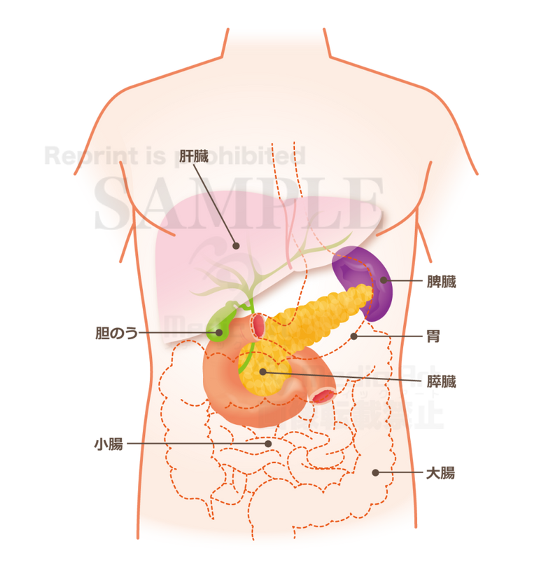 The pancreas is located around here (upper body: liver, gallbladder, pancreas) [with Japanese characters]