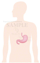 胃の位置はこのあたり