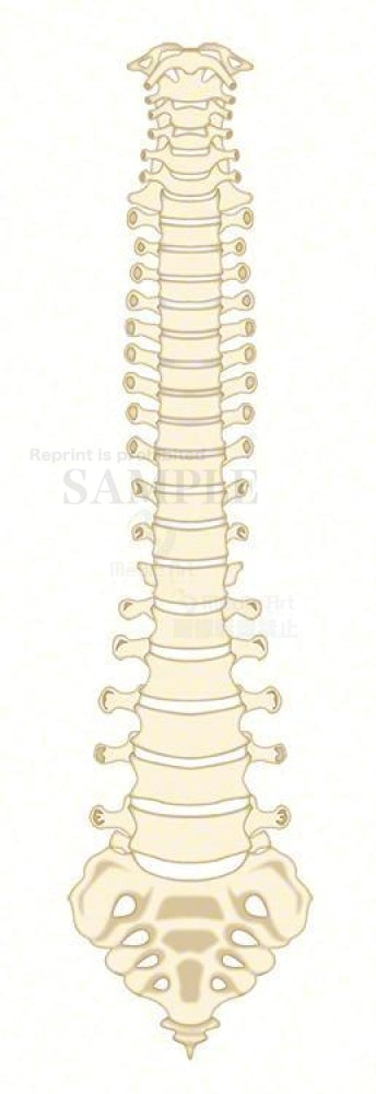 The structure of the vertebral column (front)