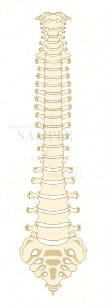 脊柱の構造（前面）