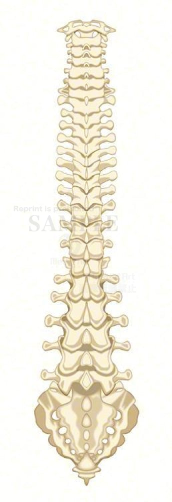 The structure of the vertebral column (back)