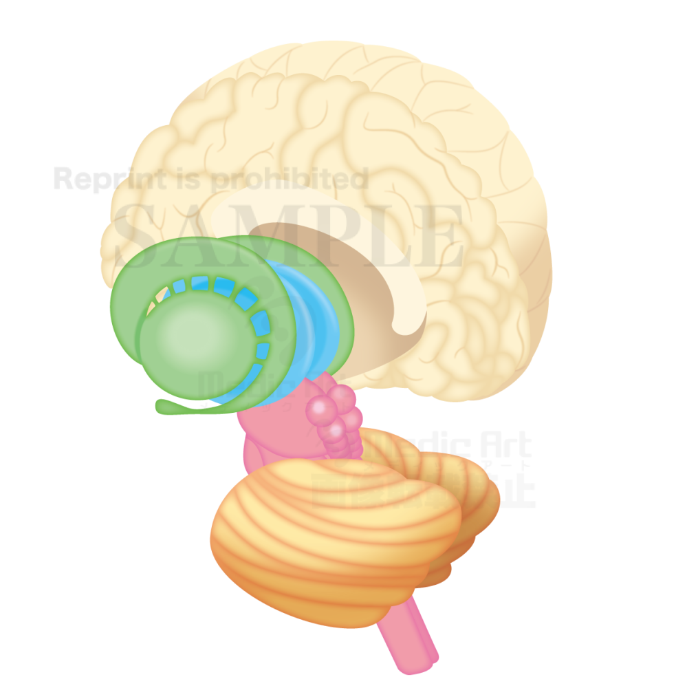 Cross-section of the brain and the basal ganglia