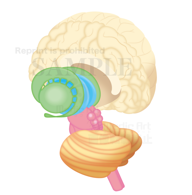 Cross-section of the brain and the basal ganglia