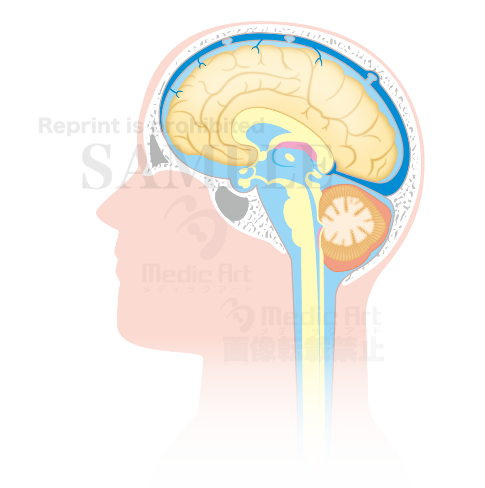 Circulation of the cerebrospinal fluid