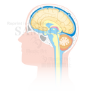 脳脊髄液の循環（矢状断：しじょうだん）［矢印なし］