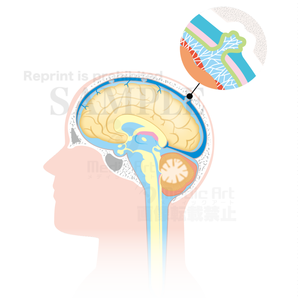 Circulation of the cerebrospinal fluid