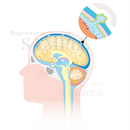 脳脊髄液の循環（矢状断：しじょうだん）［矢印なし、クモ膜下腔の拡大図付］
