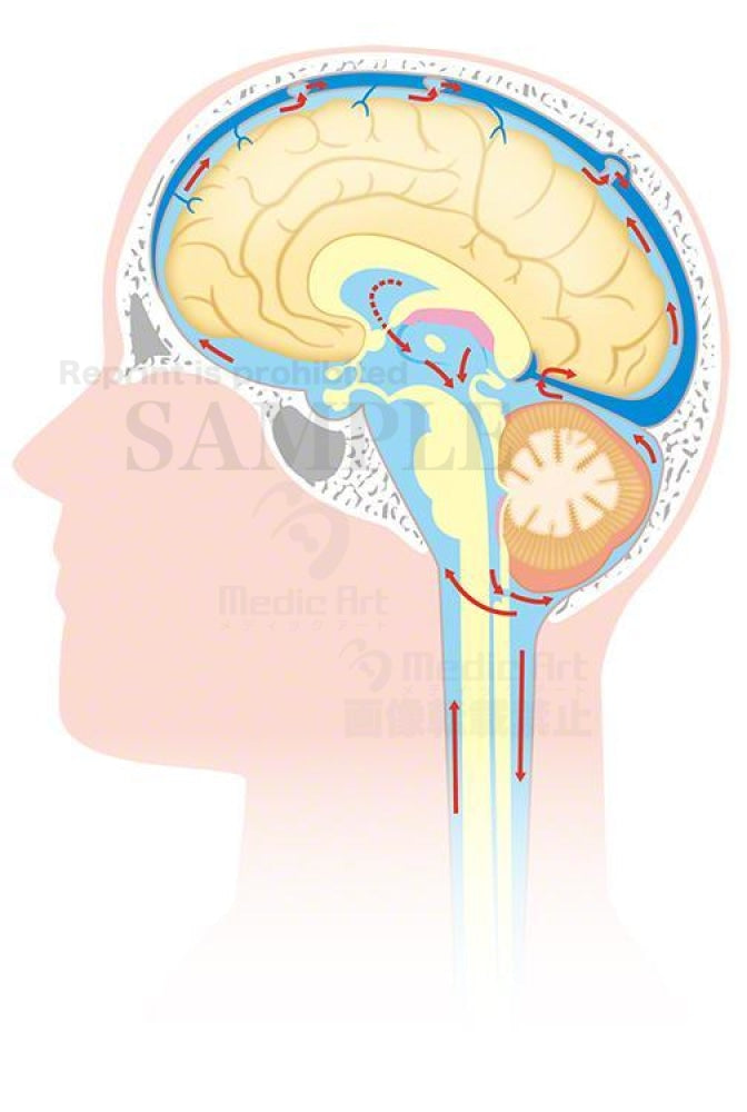 Circulation of the cerebrospinal fluid