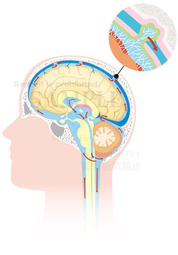 Circulation of the cerebrospinal fluid