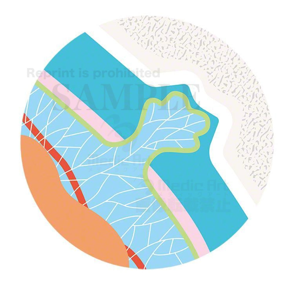 Circulation of the cerebrospinal fluid