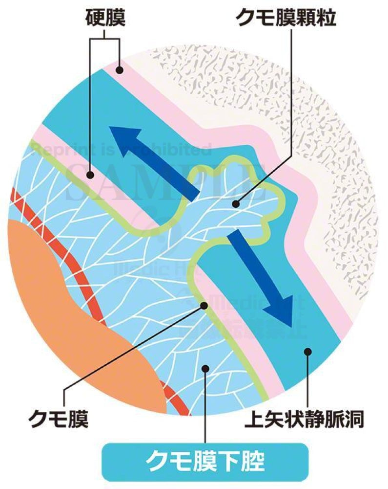 Circulation of the cerebrospinal fluid: enlarged view of the subarachnoid space 