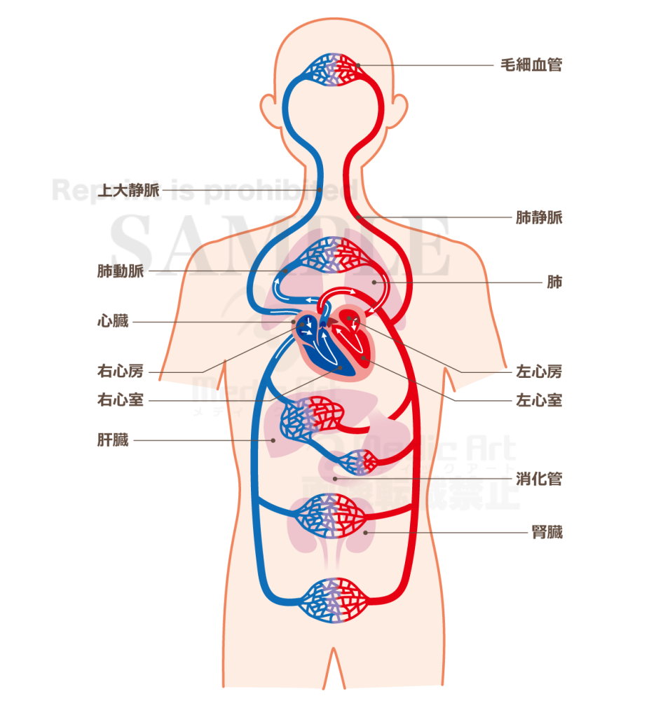 Mechanism of blood circulation[With Japanese characters and silhouette]