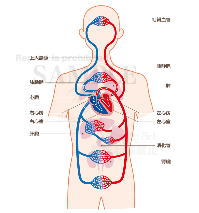 Mechanism of blood circulation[With Japanese characters and silhouette]