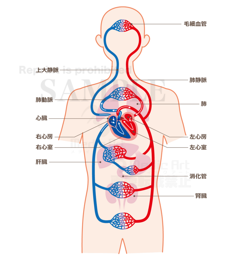 血液循環のしくみ［文字・ヒトのシルエット付］