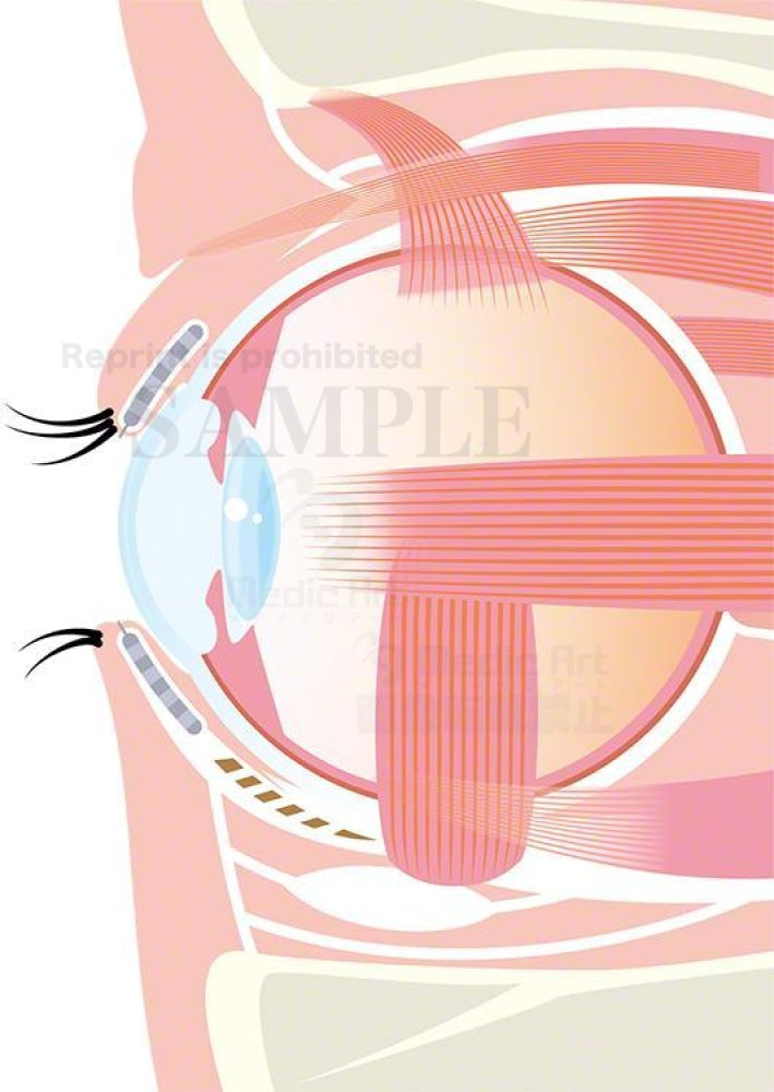 Muscles that move the eye (partial)