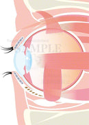 目を動かす筋肉（部分）