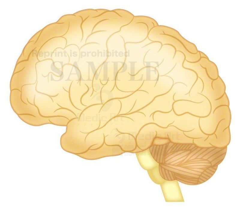 Brain (the outer surface)