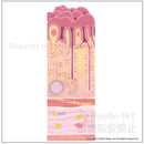 胃粘膜：胃の内壁の構造（やや拡大した、2段階目の図）