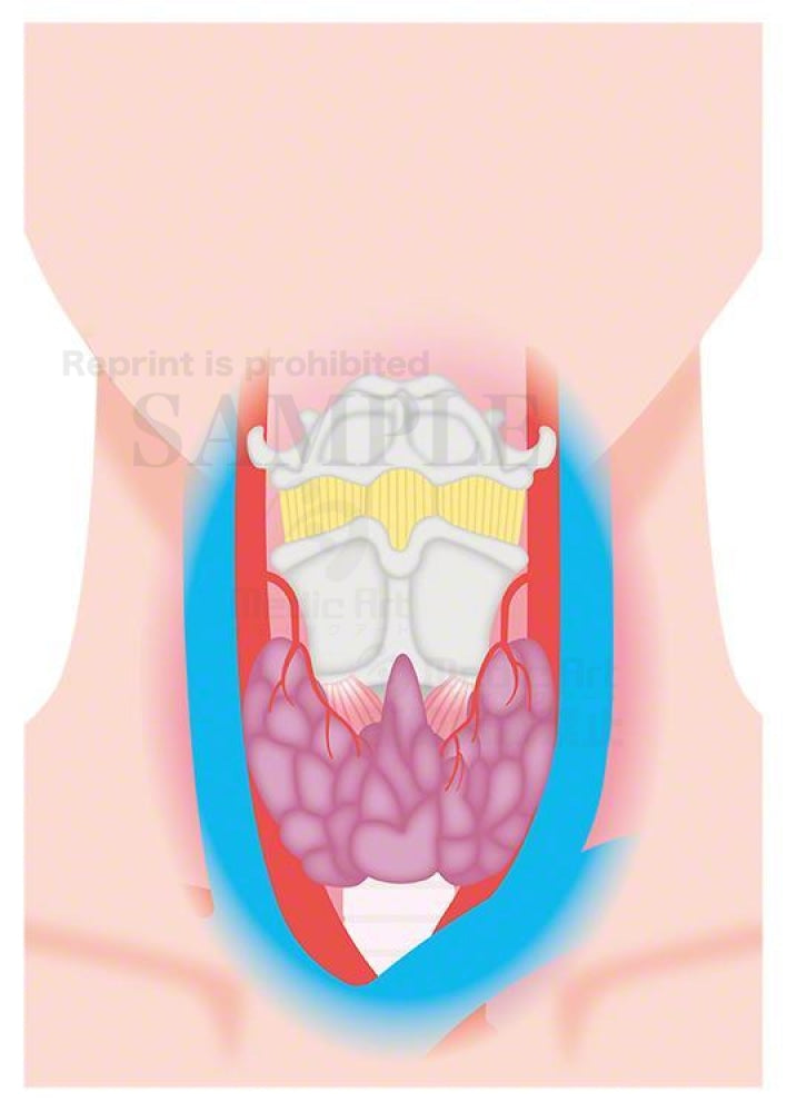 Position of the thyroid gland