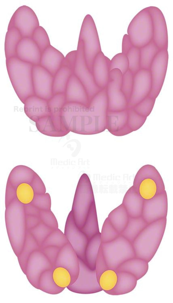 Thyroid gland and parathyroid