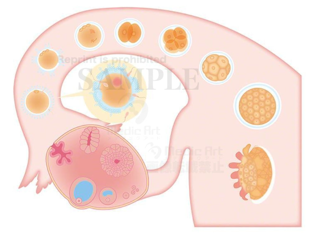 受精卵の着床のしくみ