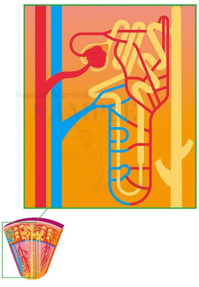 Kidney and nephron