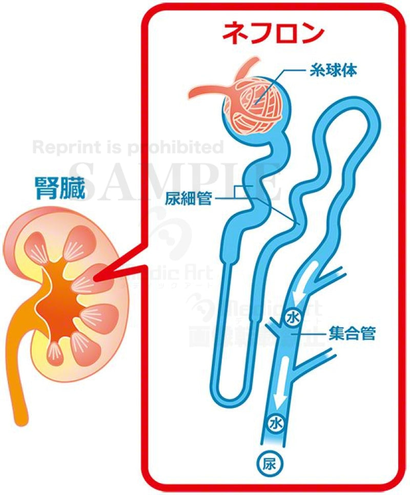 Kidney and nephron [with Japanese characters]