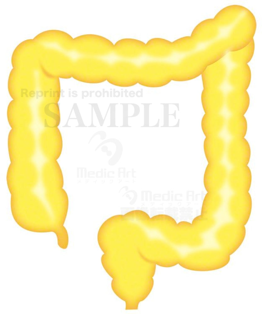 The large intestine is located around here 