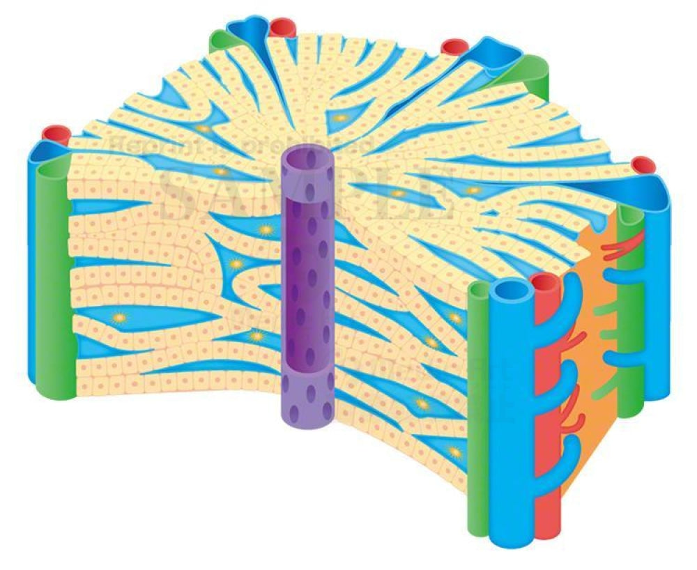 Liver Lobule 1