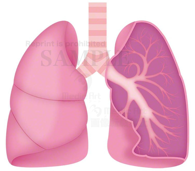 Lung and bronchus