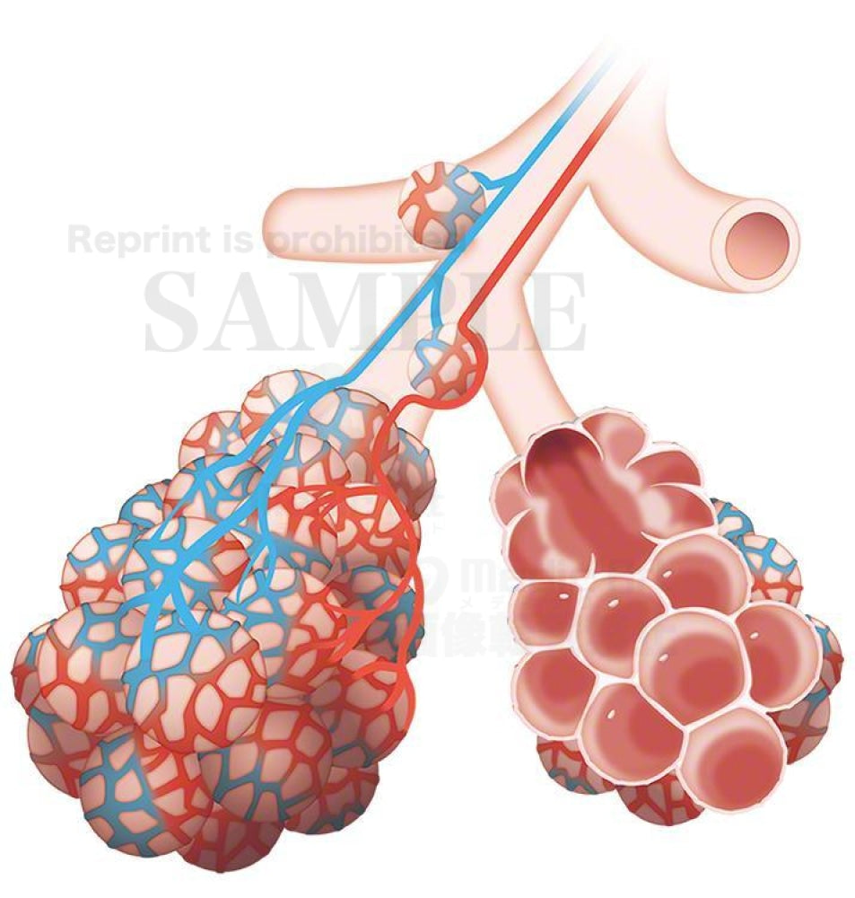 Alveolus Of The Lung 6