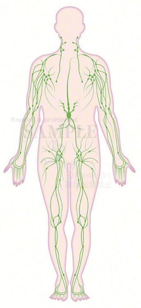 全身のリンパ管