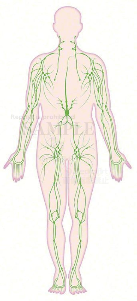 Lymphatic systemic