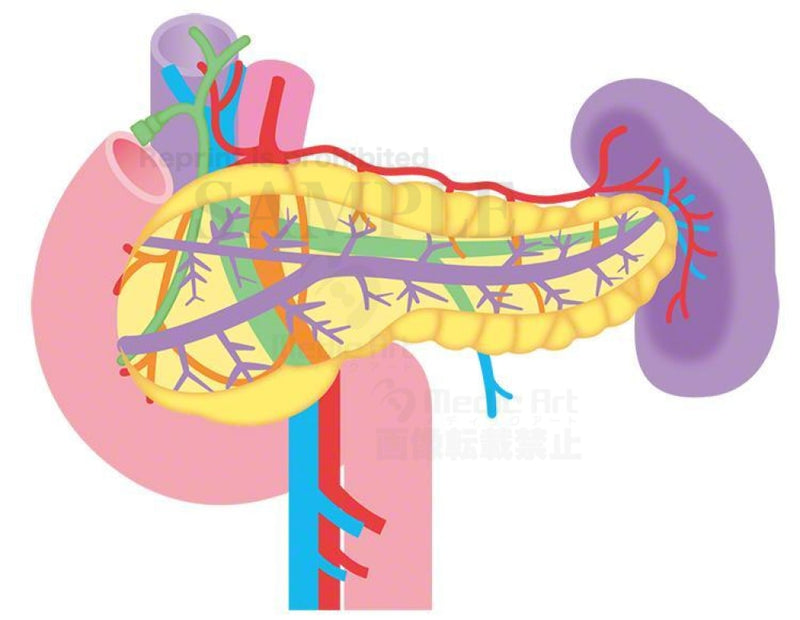 The pancreatic duct of the pancreas