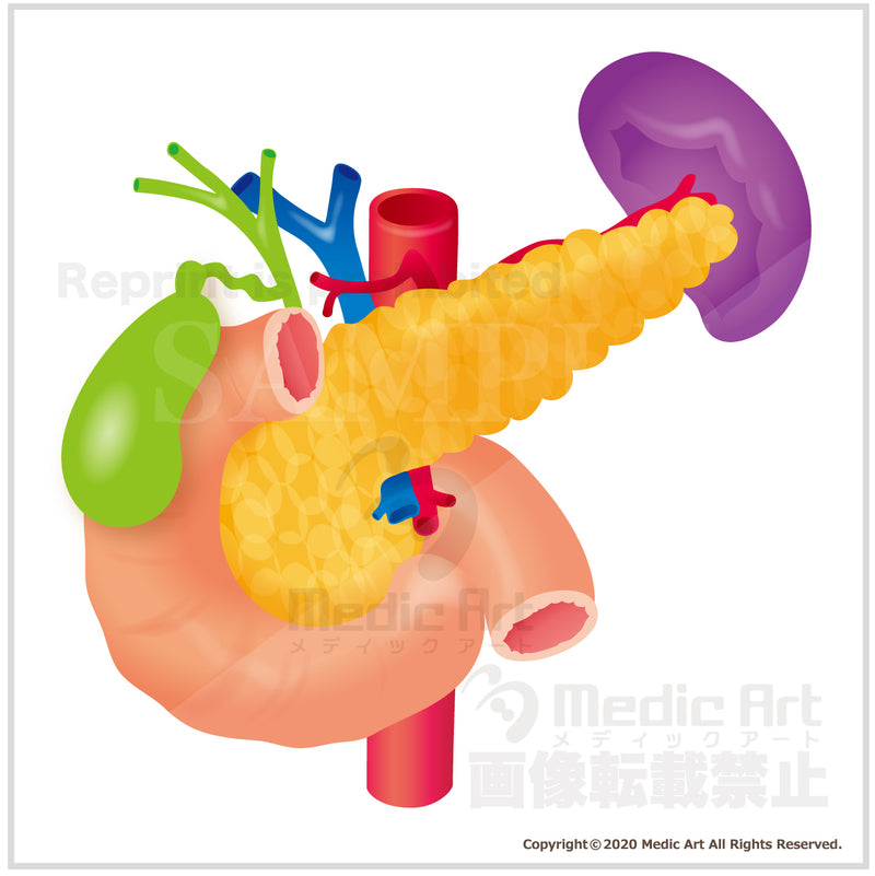 Pancreas and spleen, the gallbladder